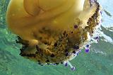 2009-09-08 13-40-31Li